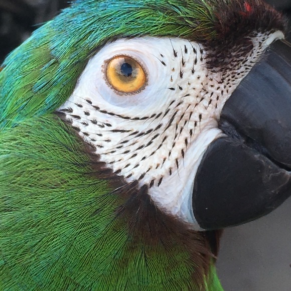 Phoenix 20 Years Old - Picture 3 of 7